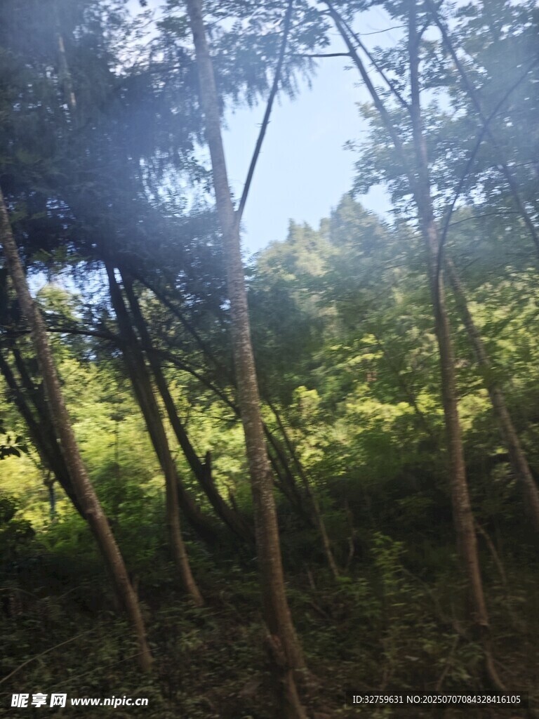 陽光灑落林間樹木