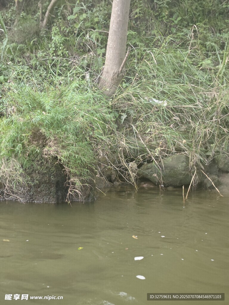 河邊草木與水面景象