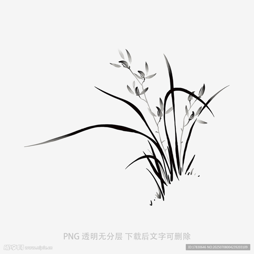 蘭花