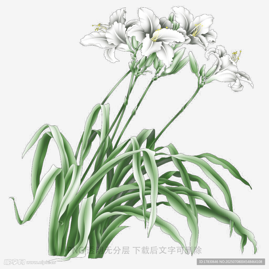 蘭花