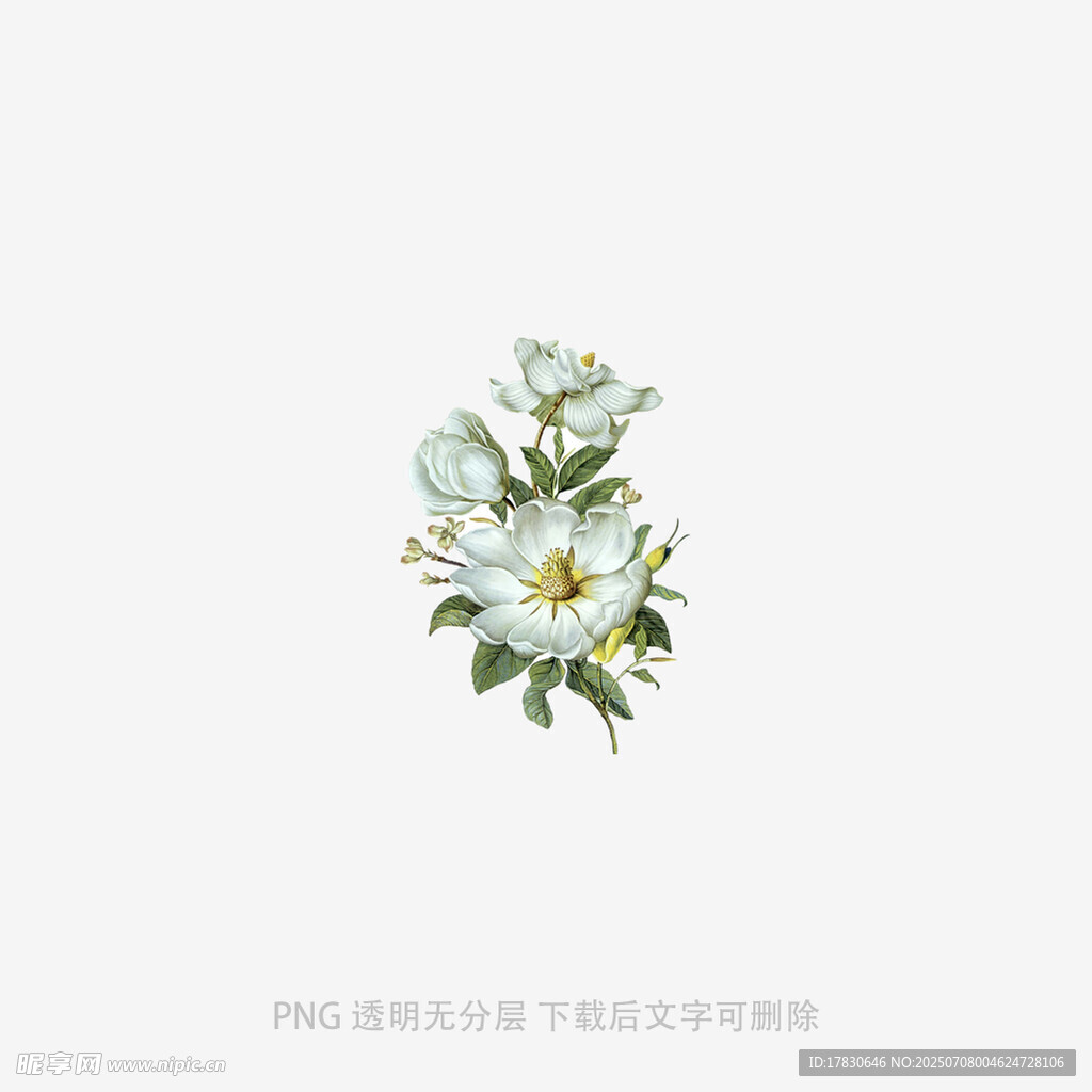 蘭花