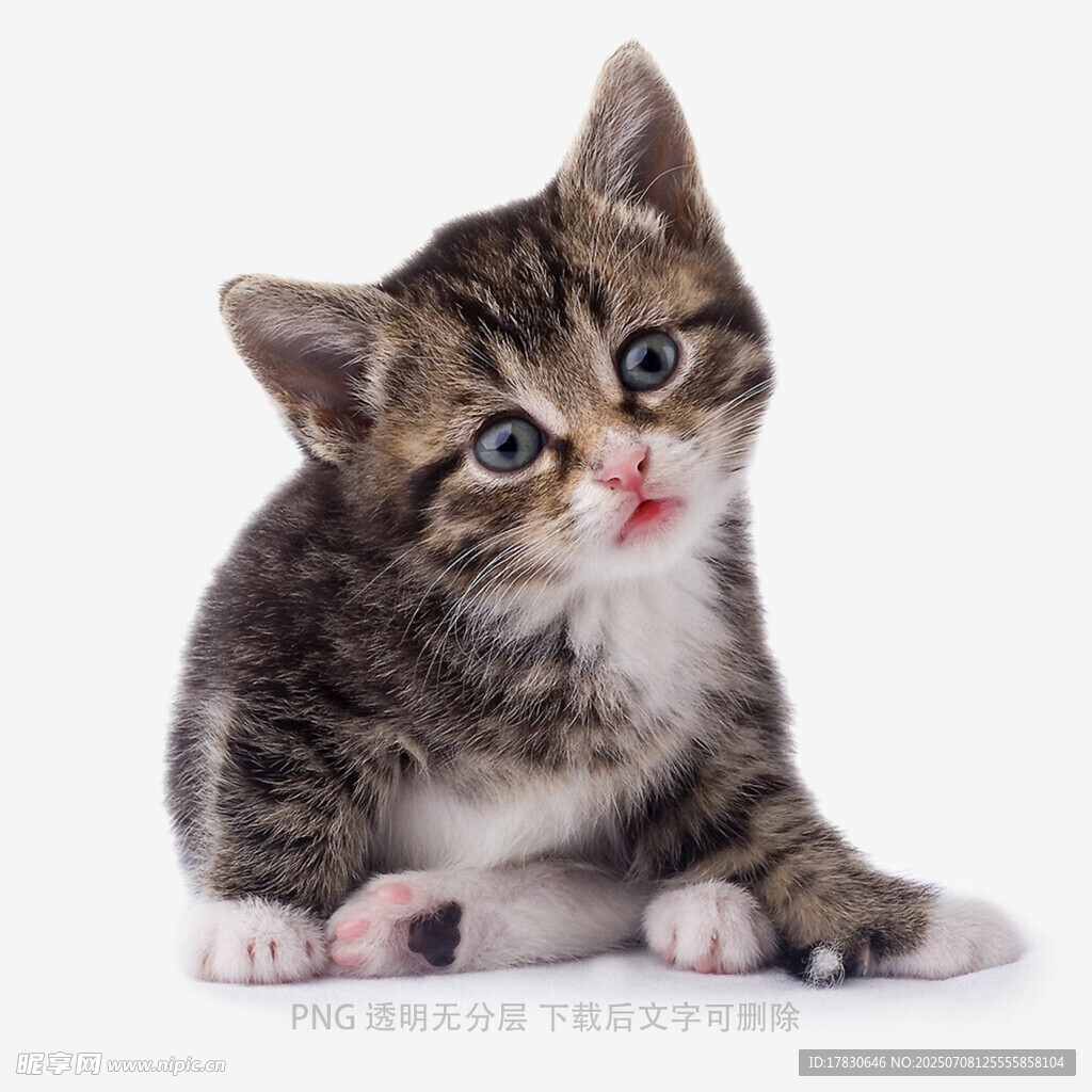可愛小貓咪抬頭萌態(tài)