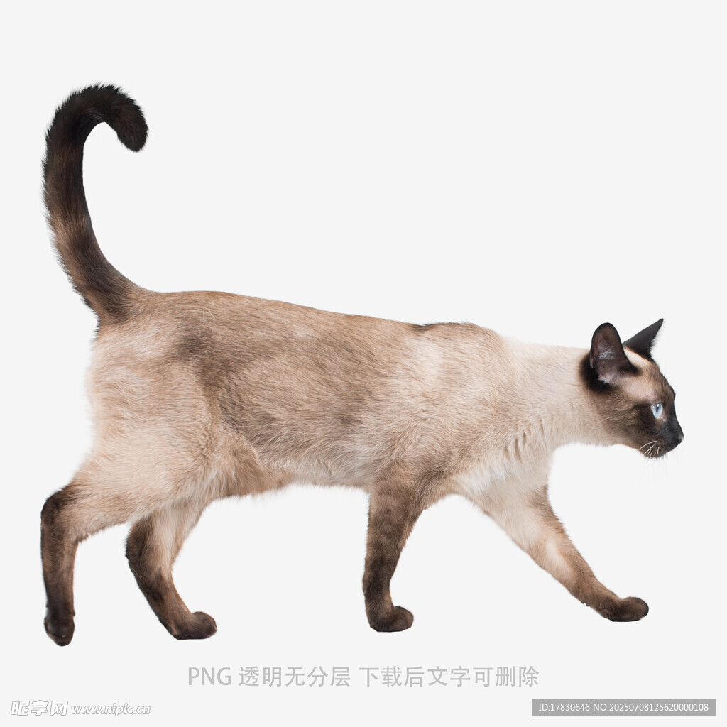 暹羅貓優(yōu)雅行走