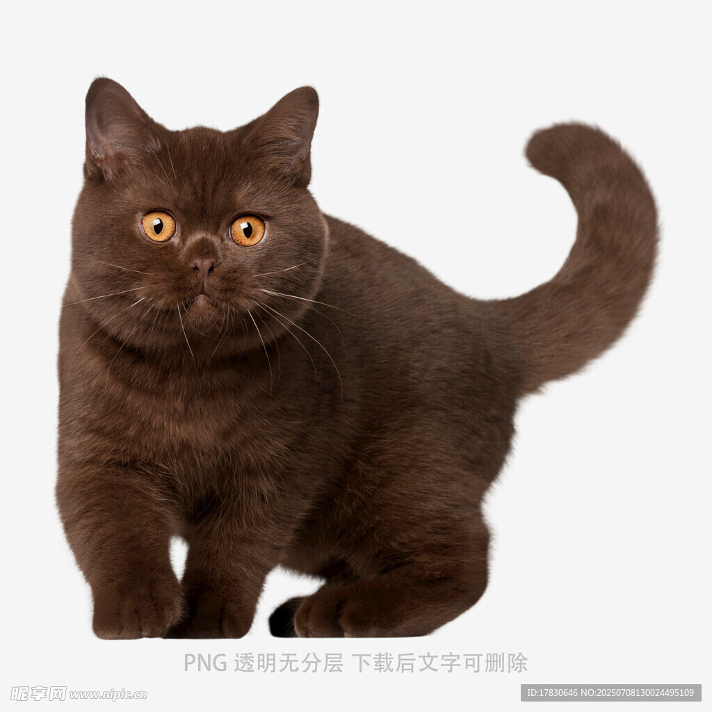 深棕色貓咪優(yōu)雅姿態(tài)