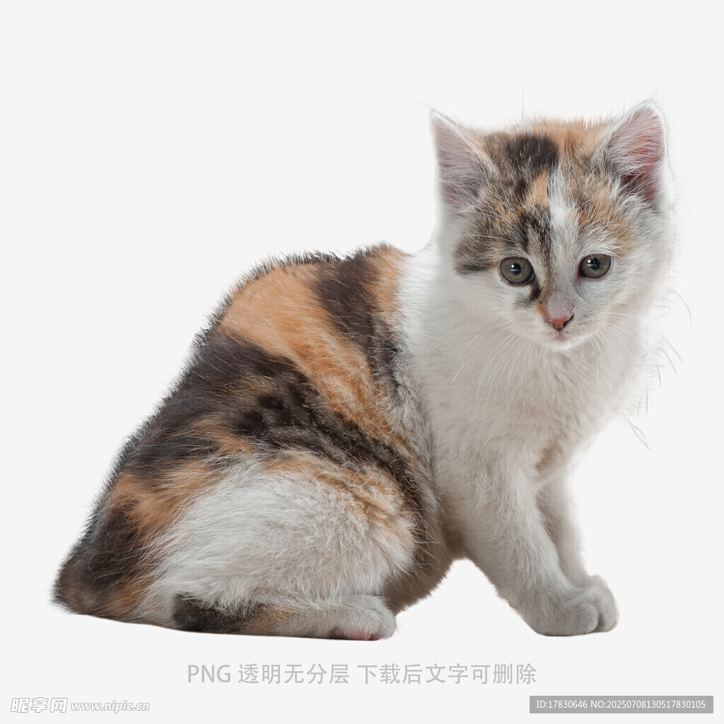 三色小貓乖巧坐立