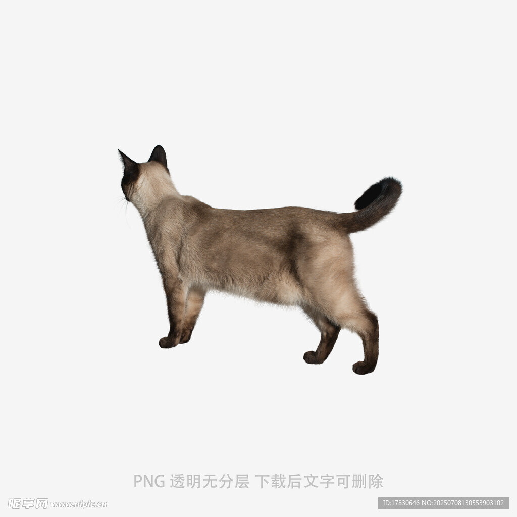 暹羅貓背影