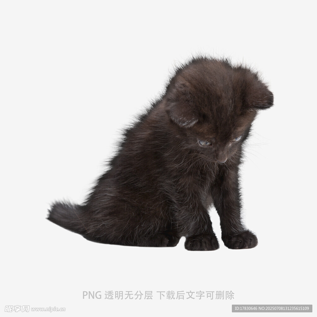 黑色小貓蹲坐