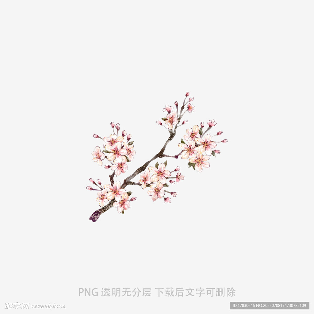 手繪一枝盛開的紅色花朵