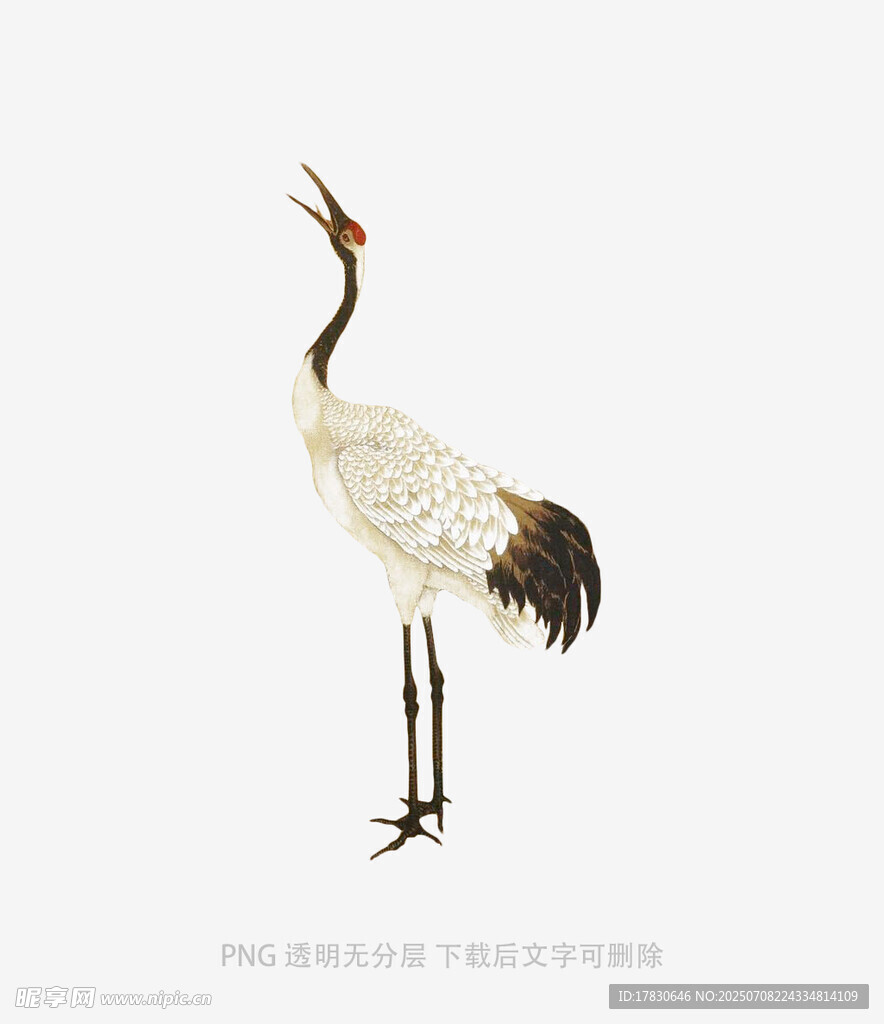 單只丹頂鶴優(yōu)雅站立