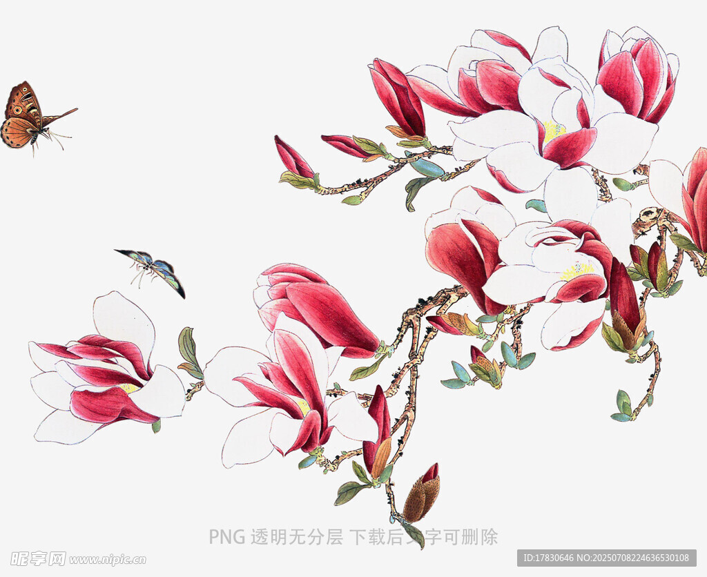 玉蘭花枝上的蝶鳥之景