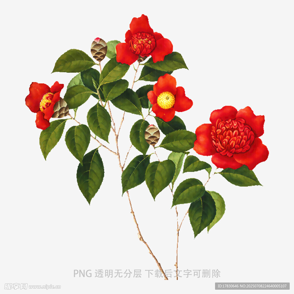 艷麗紅山茶插畫