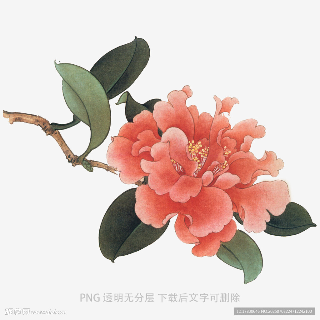 嬌艷山茶花枝頭綻放