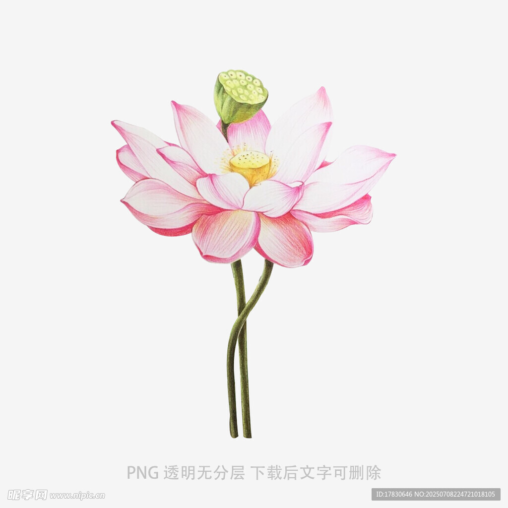 粉色荷花特寫