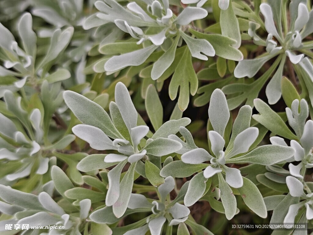 銀葉植物特寫