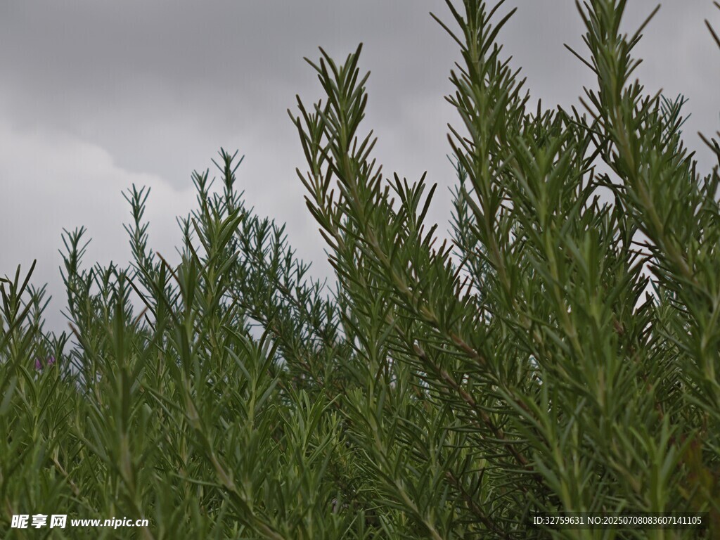 翠綠植物在陰沉天空下