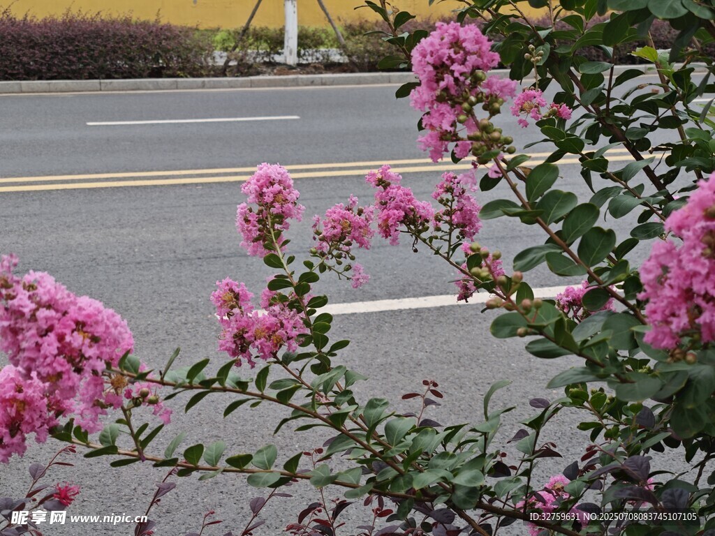 路邊綻放的嬌艷粉色花朵