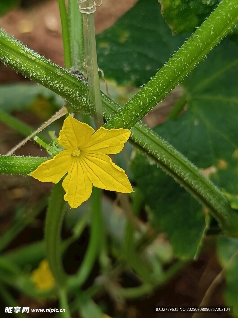黃瓜藤上的黃色小花