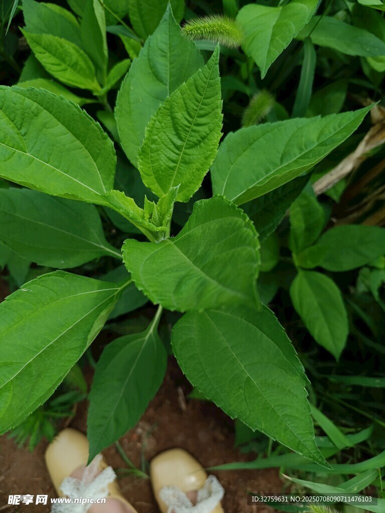 綠葉下的蘑菇與綠植
