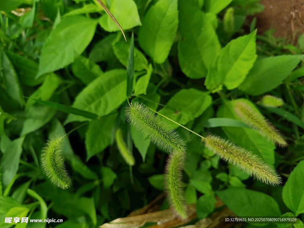 翠綠植物與狗尾巴草共生