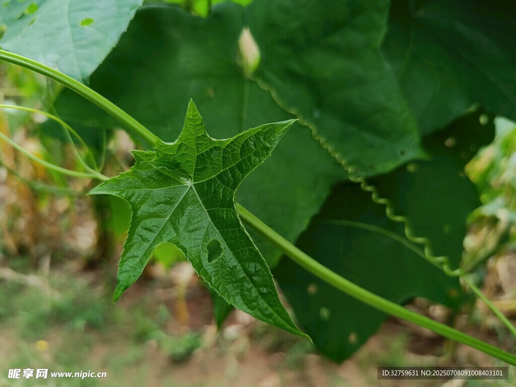 翠綠瓜葉藤蔓特寫
