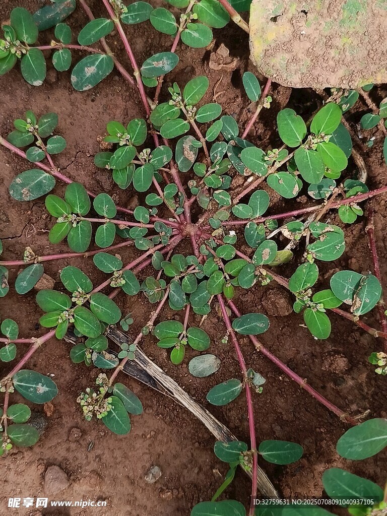 地面生長(zhǎng)的多葉植物