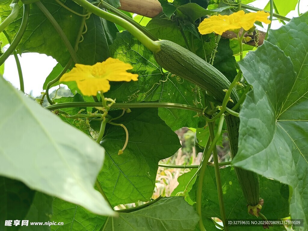 藤蔓上的黃瓜與黃花