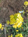 油菜花圖片