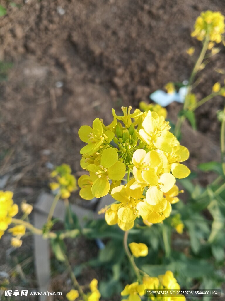 油菜花圖片