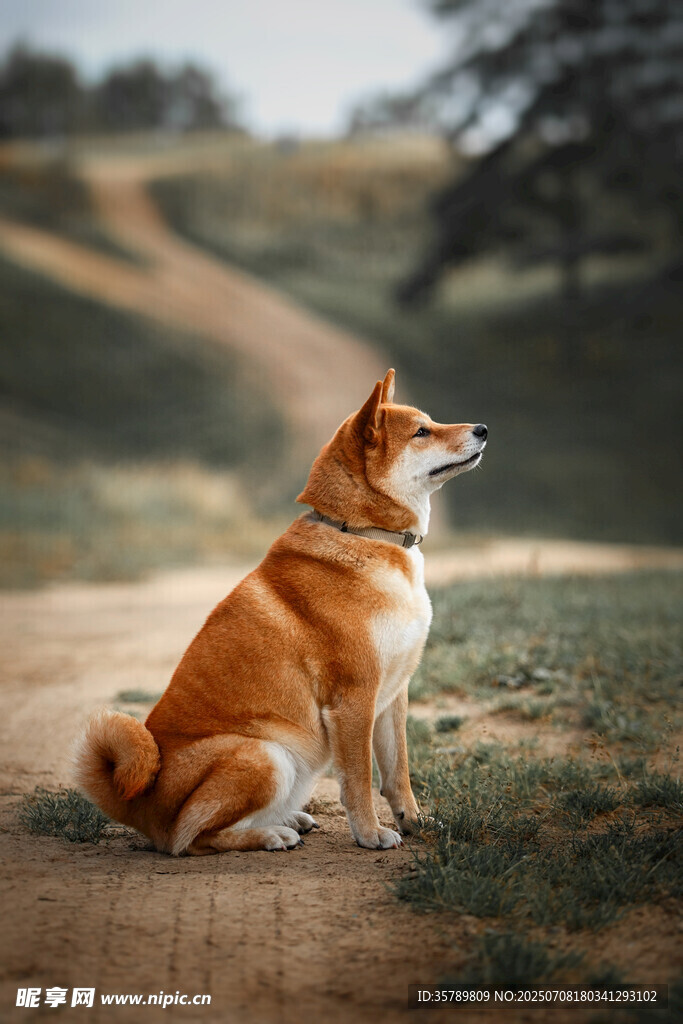 田園中靜坐眺望的柴犬