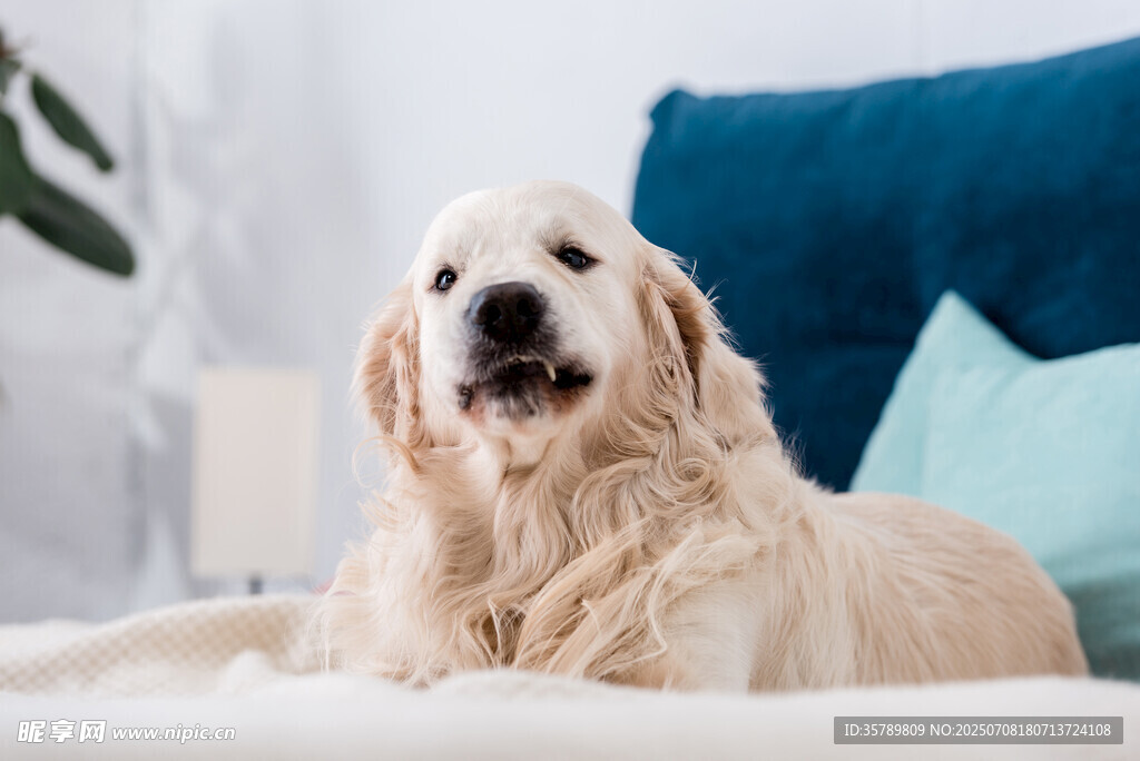 床上愜意的金毛犬