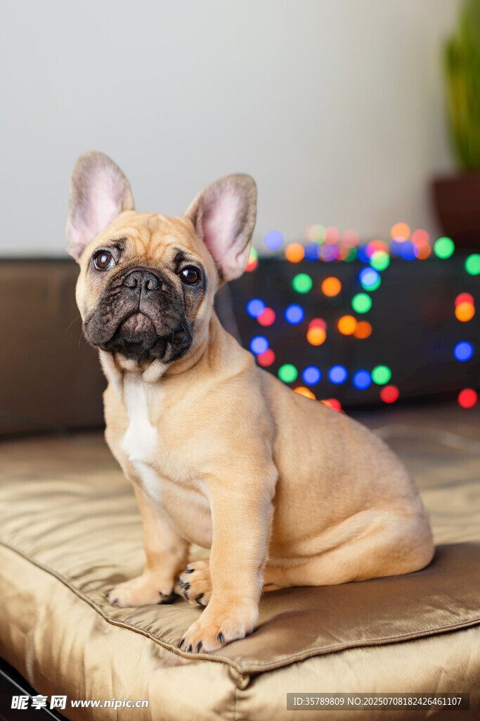 可愛(ài)法斗犬坐在裝飾旁