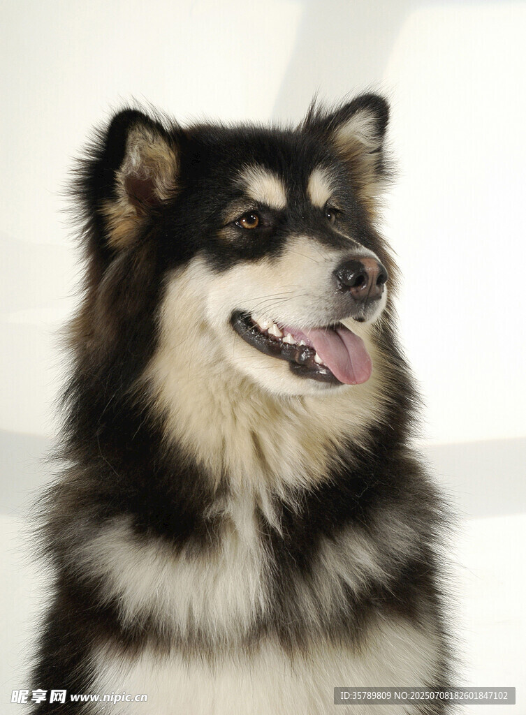 可愛阿拉斯加犬正面特寫