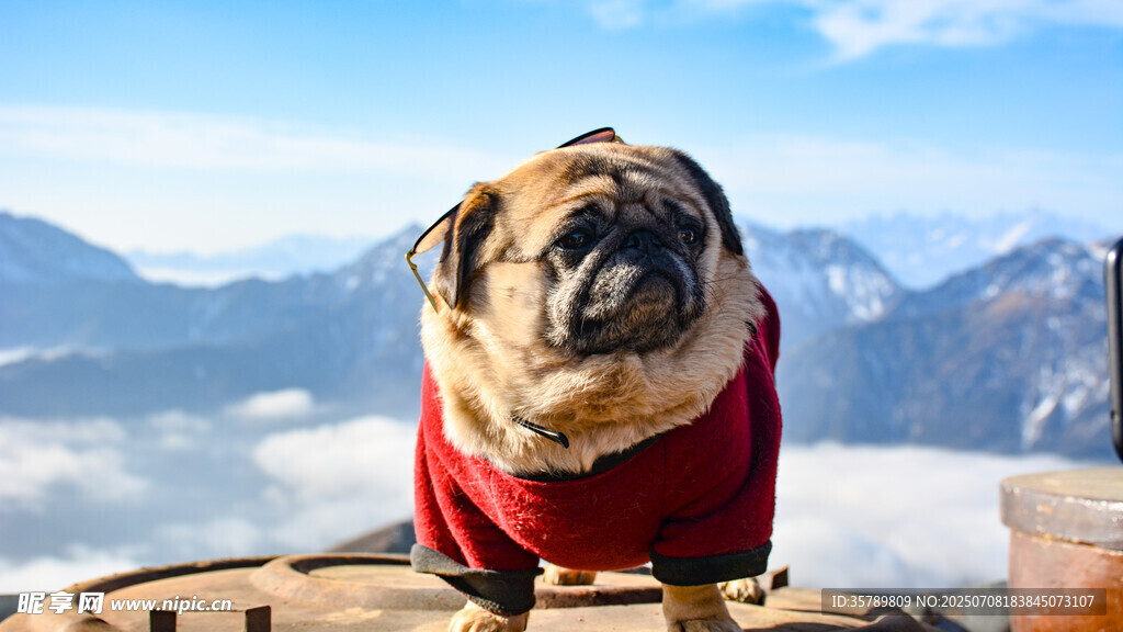 穿紅衣的巴哥犬眺望群山