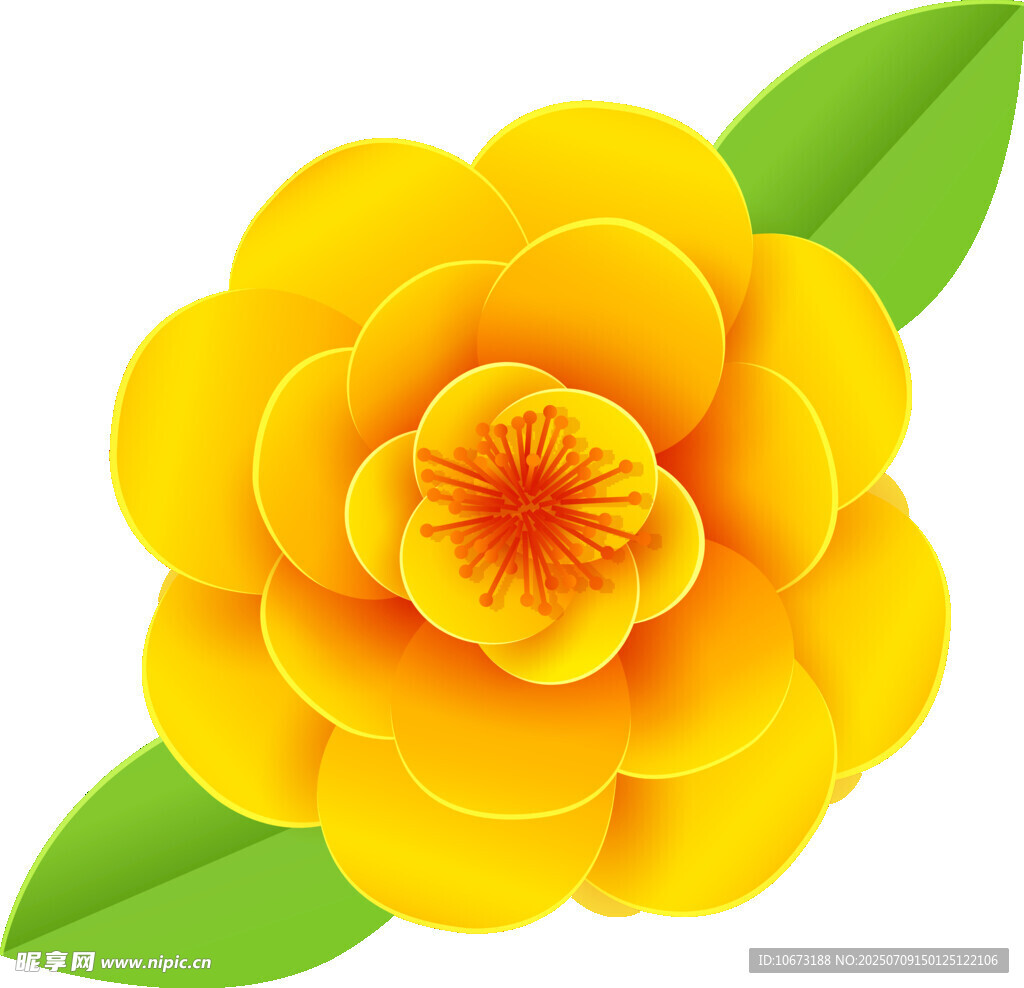 黃色山茶花插畫