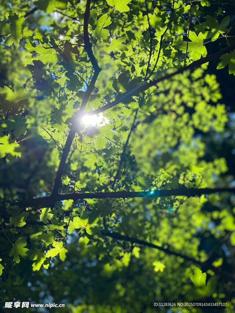 陽光穿透綠葉的清新景象