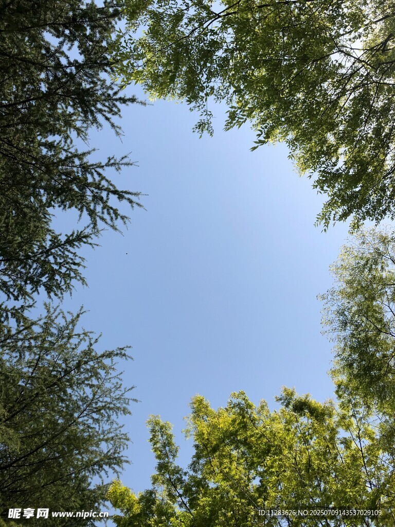 仰望綠樹藍(lán)天
