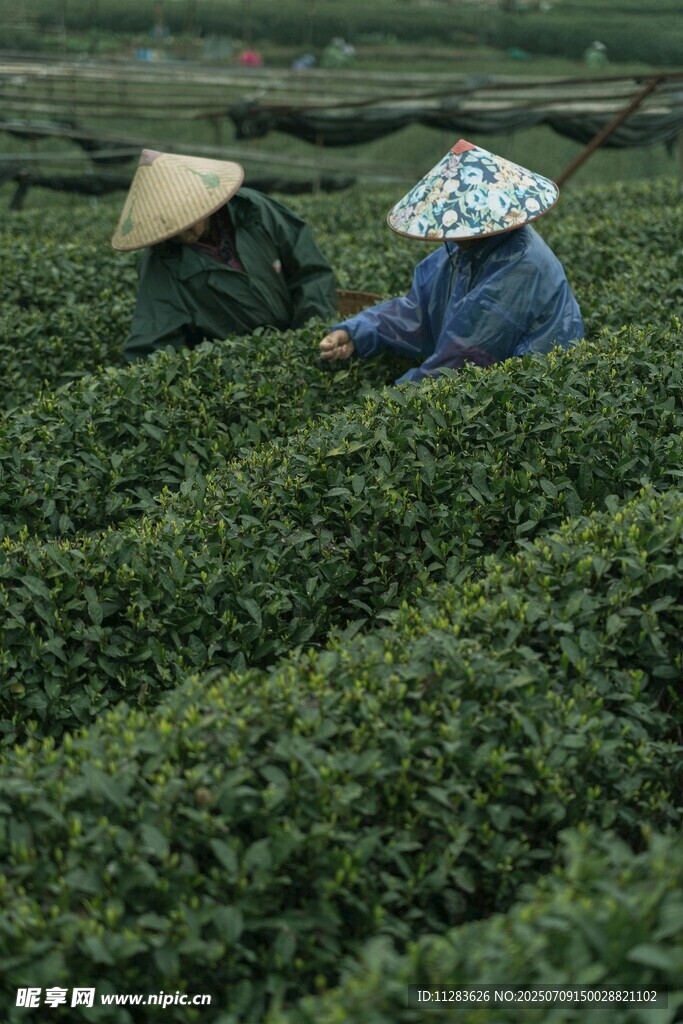 茶園中勞作的兩位采茶人