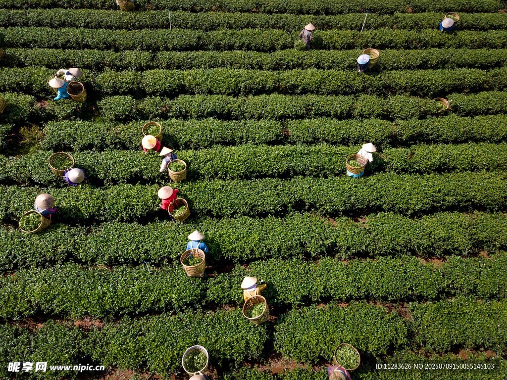 茶園里的采茶人