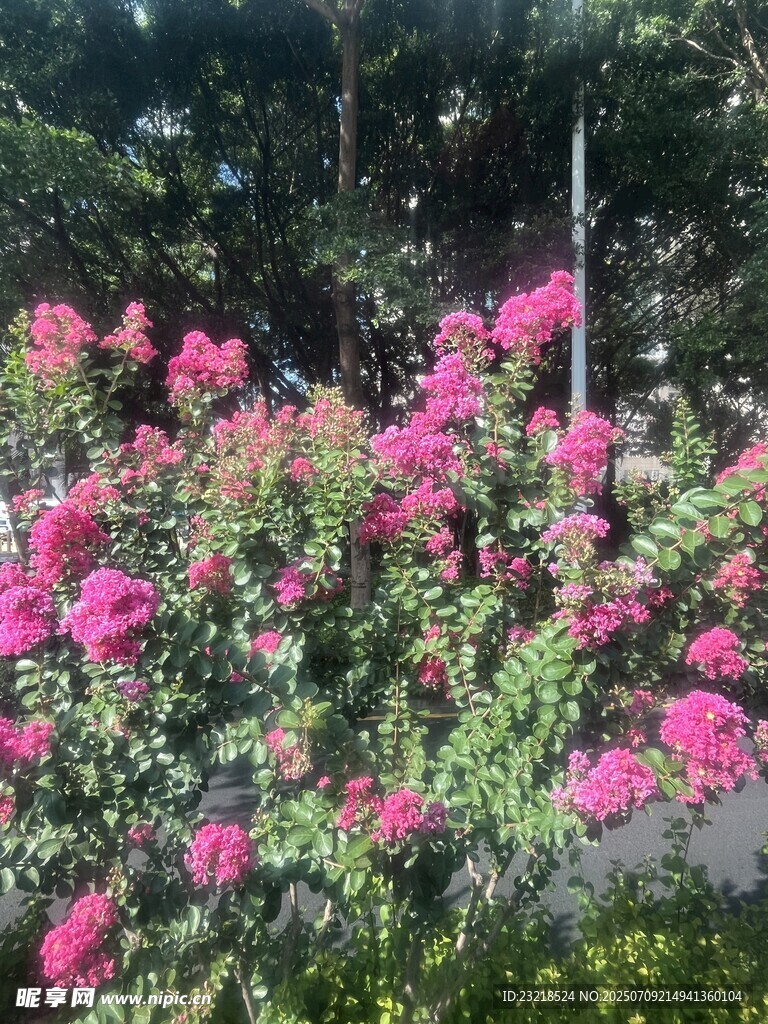 癢癢花