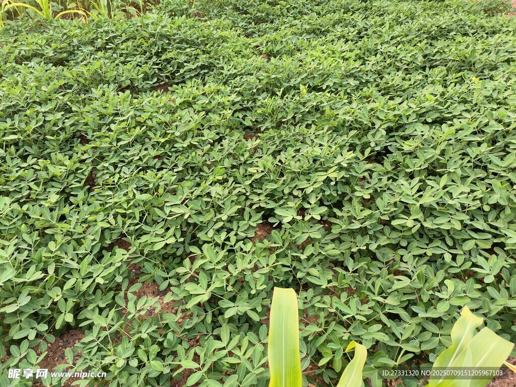 翠綠繁茂的植物景觀