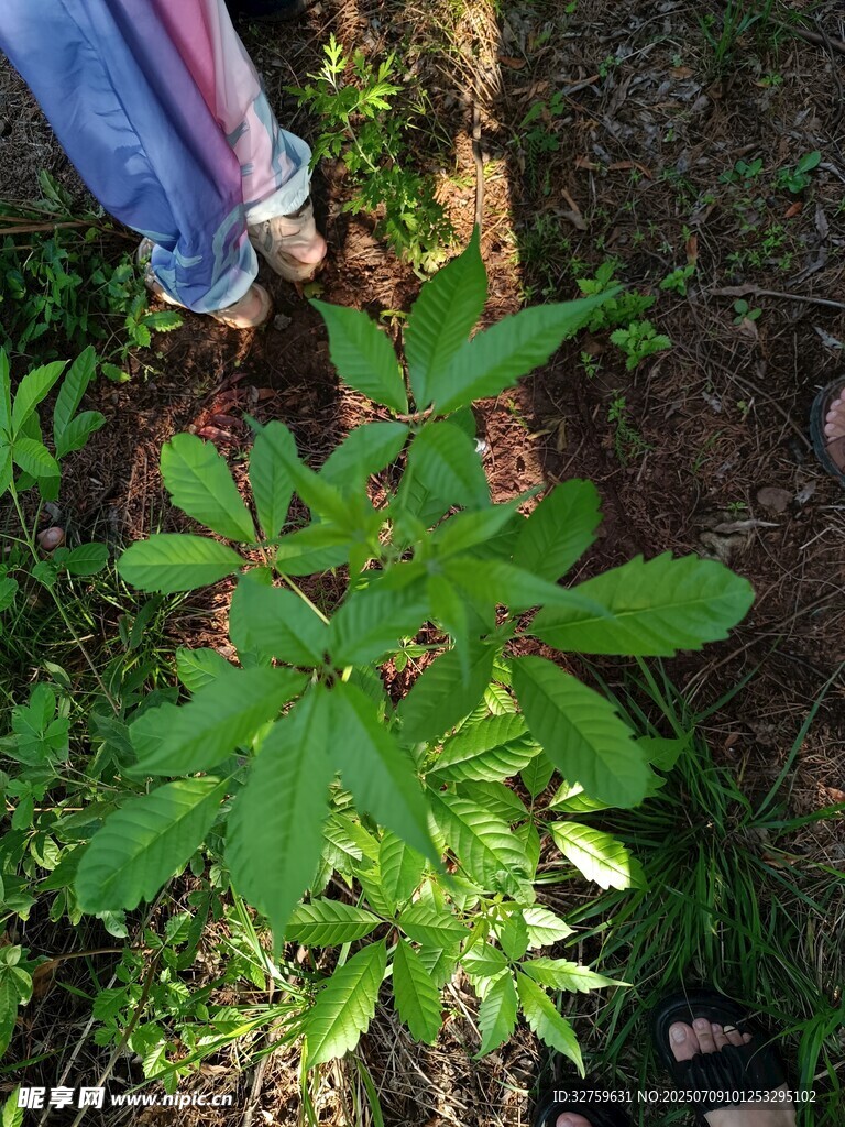 人旁綠植特寫