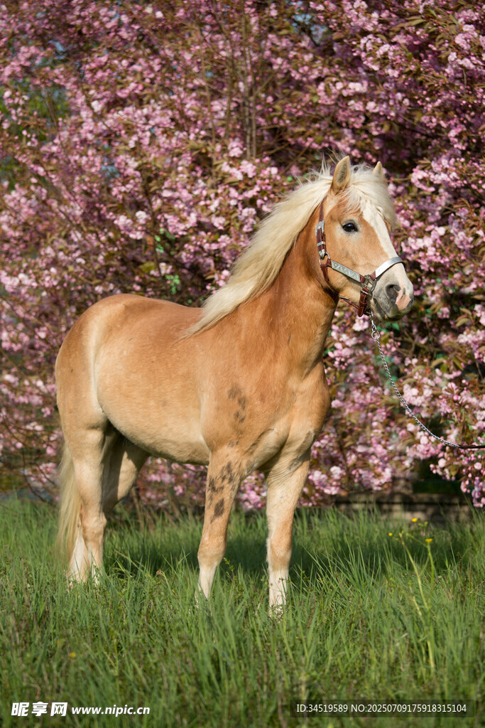 春日草地旁的漂亮小馬