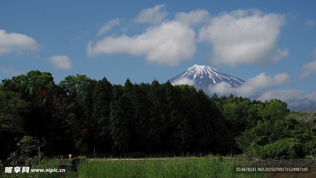 富士山景下的蔥郁森林