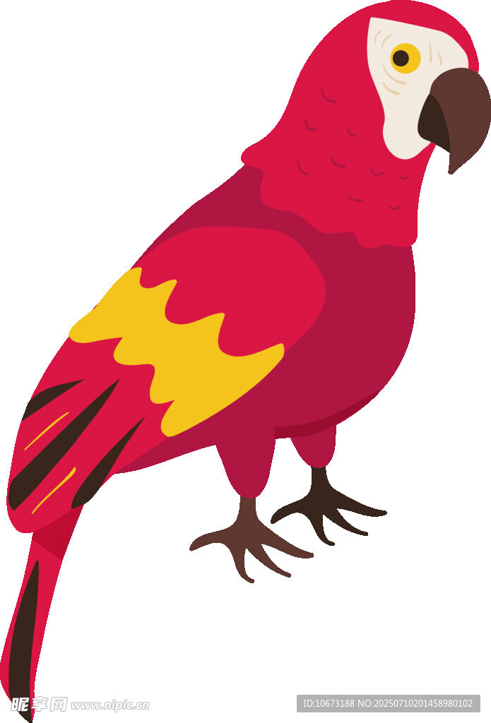 紅色鸚鵡插畫