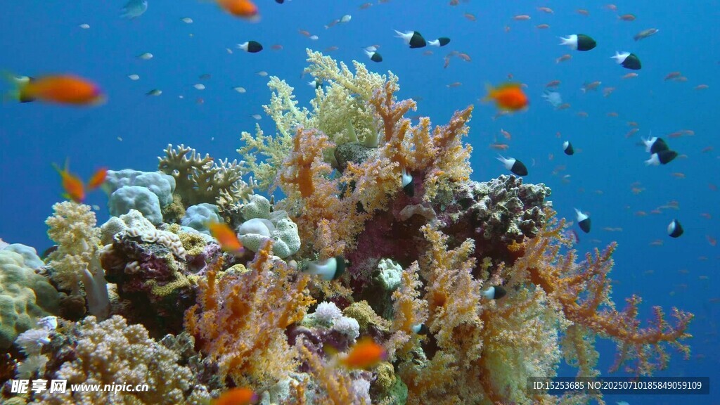 海底珊瑚與多彩小魚