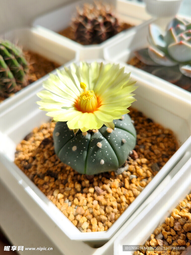 精致盆栽仙人球綻放花朵