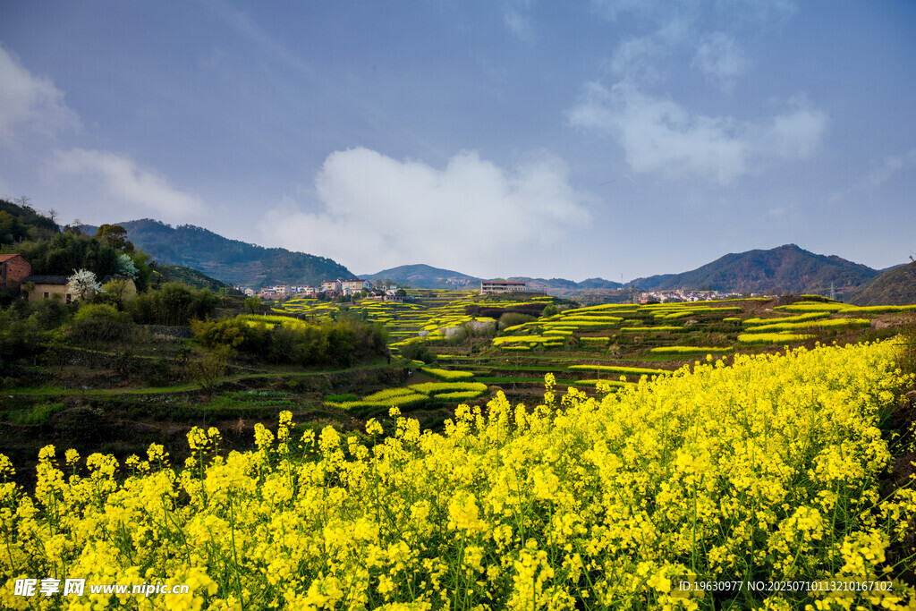 金黃油菜花海
