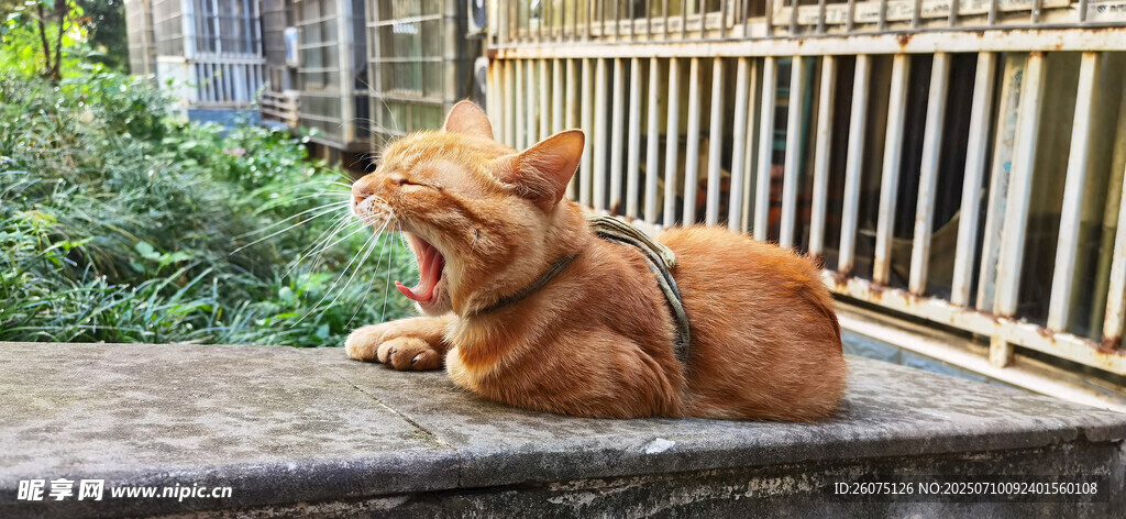 橘貓慵懶趴陽臺
