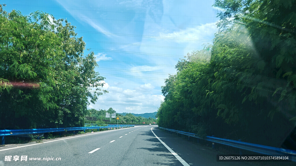 公路旁綠意盎然的樹林