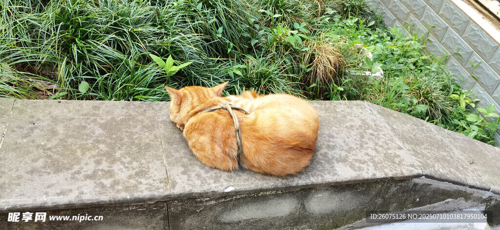 石臺上休憩的橘貓背影